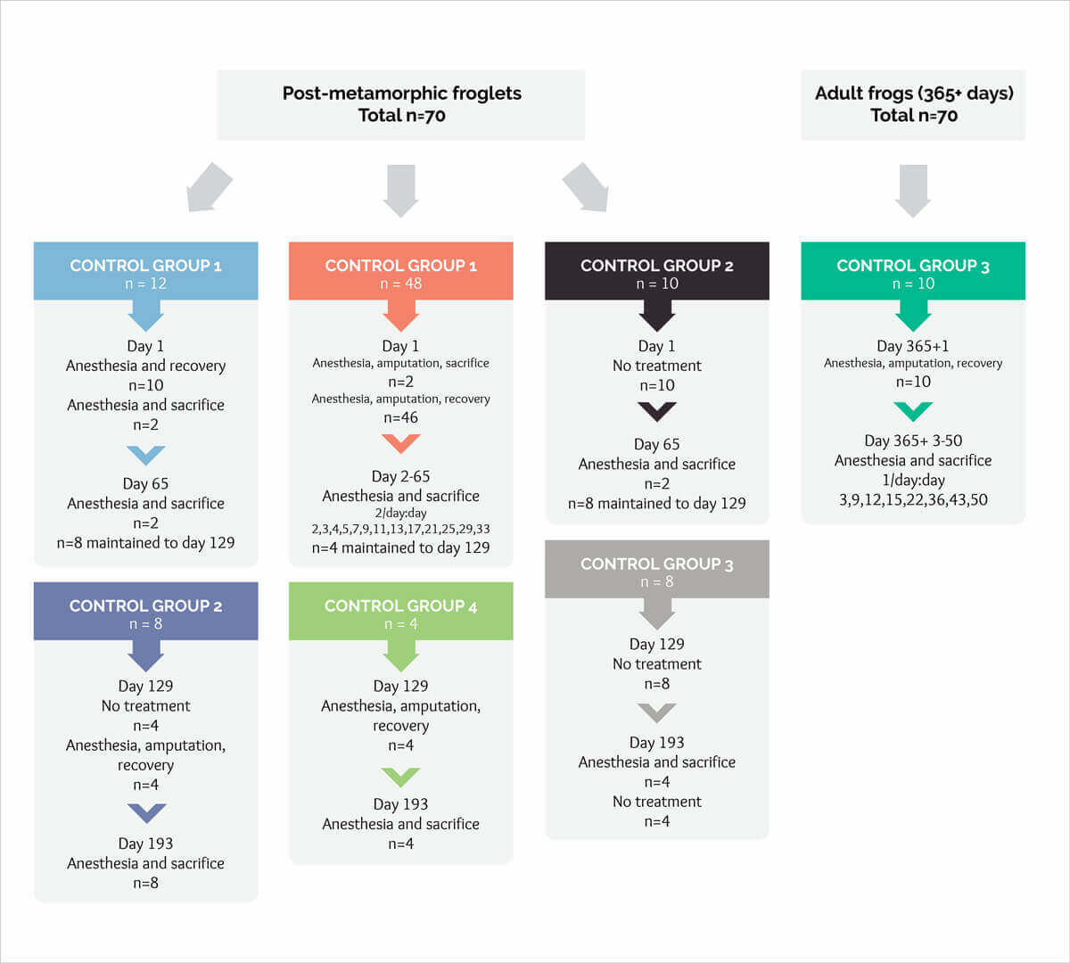 workflow infographic.jpg
